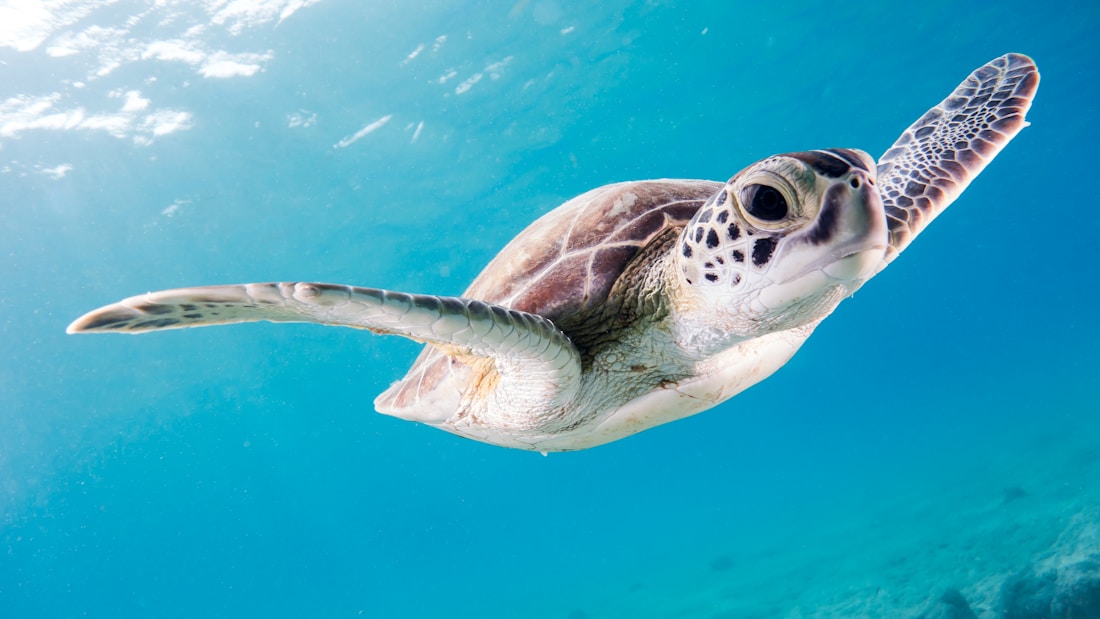 Explore the turquoise water on a Barbados island experience